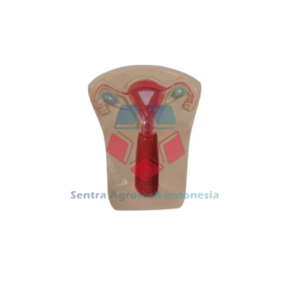 Manikin Uterus
