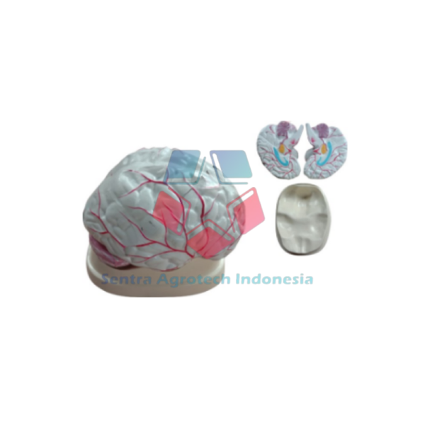 Manikin Model Otak