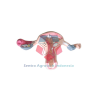 Manikin Uterus